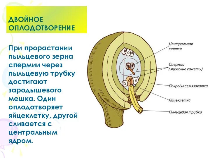 ДВОЙНОЕ ОПЛОДОТВОРЕНИЕ При прорастании пыльцевого зерна спермии через пыльцевую трубку