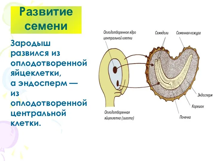 Развитие семени Зародыш развился из оплодотворенной яйцеклетки, а эндосперм — из оплодотворенной центральной клетки.