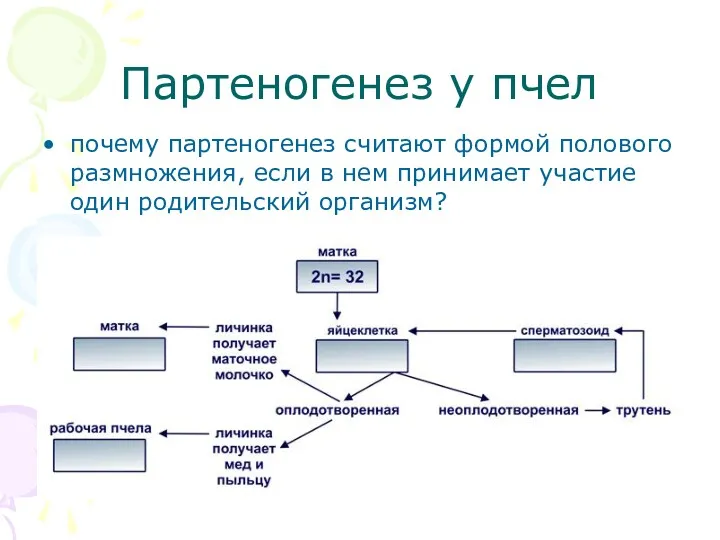 Партеногенез у пчел почему партеногенез считают формой полового размножения, если