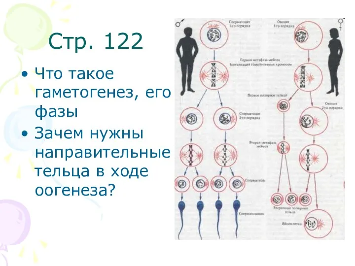 Стр. 122 Что такое гаметогенез, его фазы Зачем нужны направительные тельца в ходе оогенеза?