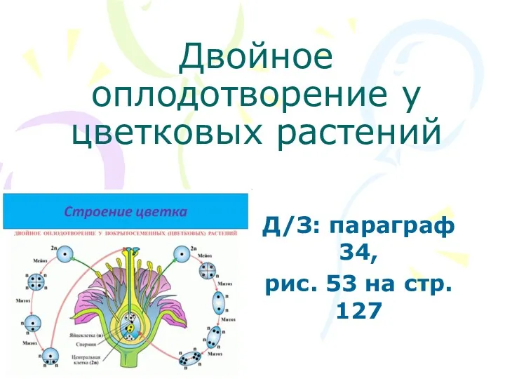 Двойное оплодотворение у цветковых растений Д/З: параграф 34, рис. 53 на стр. 127