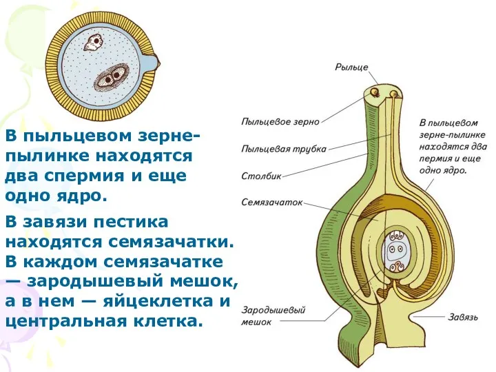 В пыльцевом зерне-пылинке находятся два спермия и еще одно ядро.