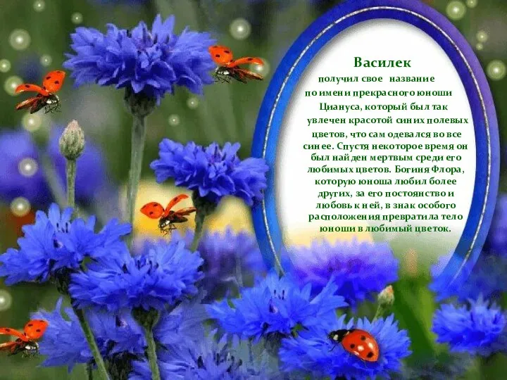 Василек получил свое название по имени прекрасного юноши Циануса, который