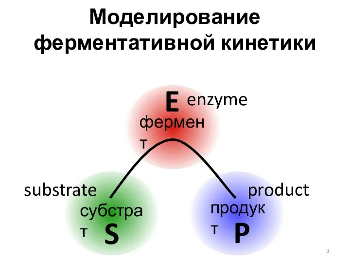 Моделирование ферментативной кинетики фермент субстрат продукт S E P enzyme substrate product