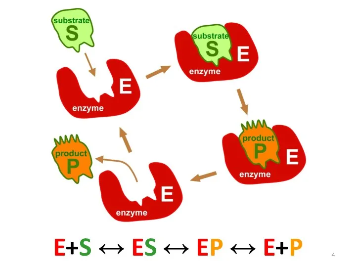E+S ↔ ES ↔ EP ↔ E+P