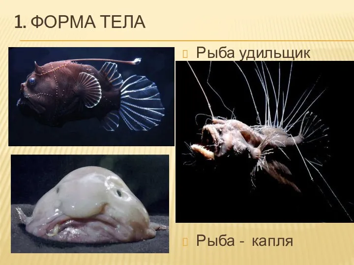 1. ФОРМА ТЕЛА Рыба удильщик Рыба - капля