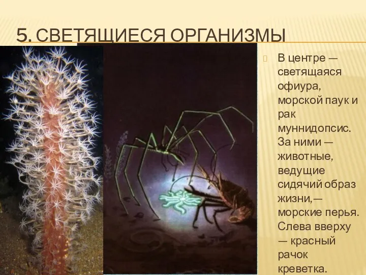 5. СВЕТЯЩИЕСЯ ОРГАНИЗМЫ В центре — светящаяся офиура, морской паук