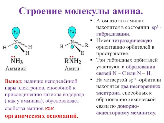 Строение молекулы амина. Вывод: наличие неподелённой пары электронов, способной к