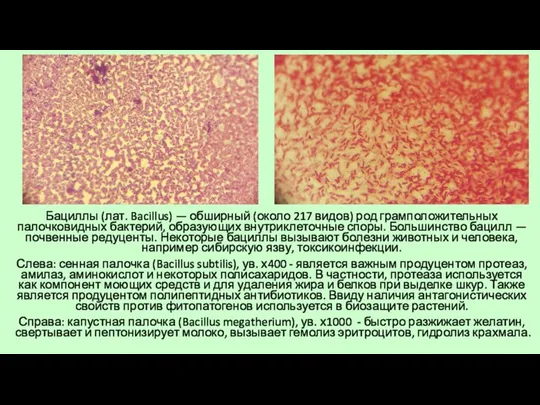 Бациллы (лат. Bacillus) — обширный (около 217 видов) род грамположительных