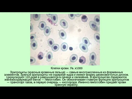 Клетки крови. Ув. х1000 Эритроциты (красные кровяные тельца) — самые