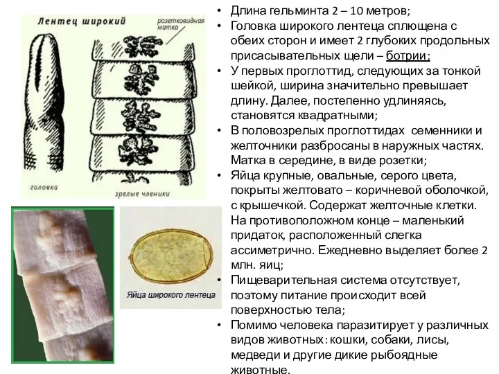 Длина гельминта 2 – 10 метров; Головка широкого лентеца сплющена