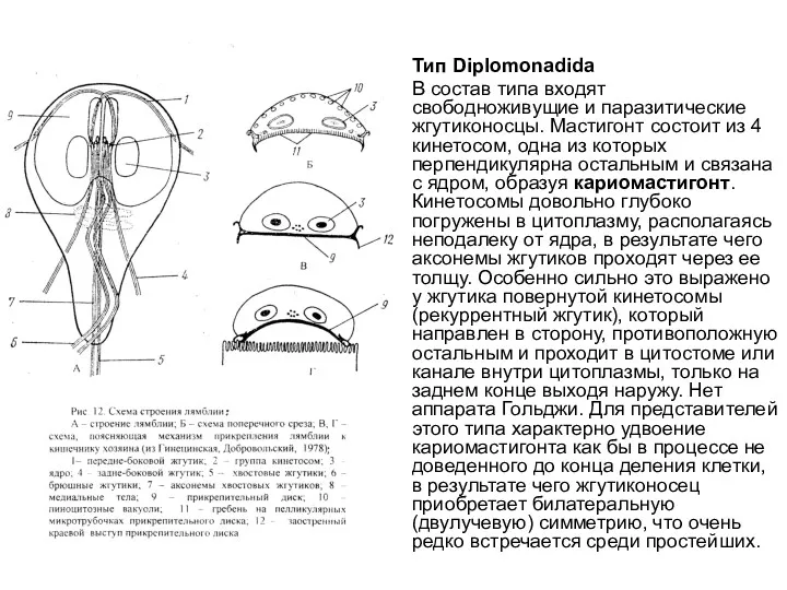 Тип Diplomonadida В состав типа входят свободноживущие и паразитические жгутиконосцы. Мастигонт состоит из