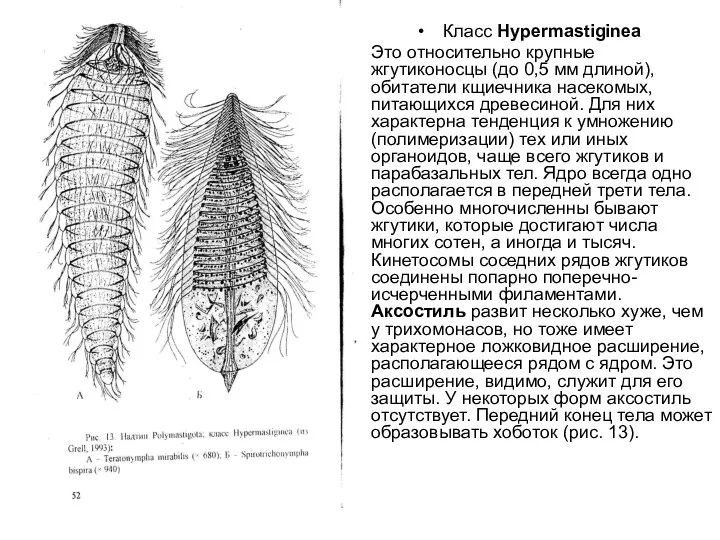 Класс Нуреrmastiginea Это относительно крупные жгутиконосцы (до 0,5 мм длиной), обитатели кщиечника насекомых,