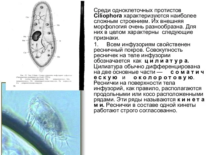 Среди одноклеточных протистов Ciliophora характеризуются наиболее сложным строением. Их внешняя морфология очень разнообразна.