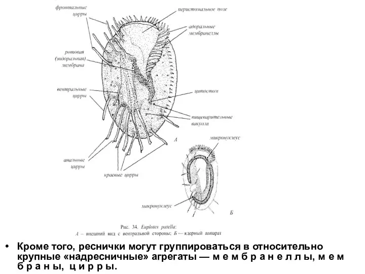 Кроме того, реснички могут группироваться в относительно крупные «надресничные» агрегаты — м е