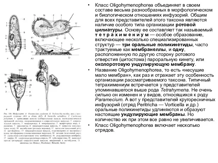 Класс Oligohymenophorea объединяет в своем составе весьма разнообразных в морфологическом и биологическом отношениях