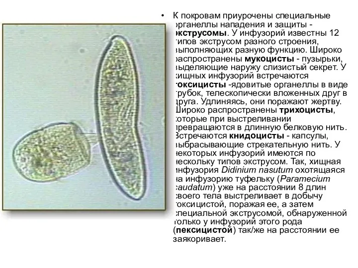 К покровам приурочены специальные органеллы нападения и защиты - экструсомы. У инфузорий известны