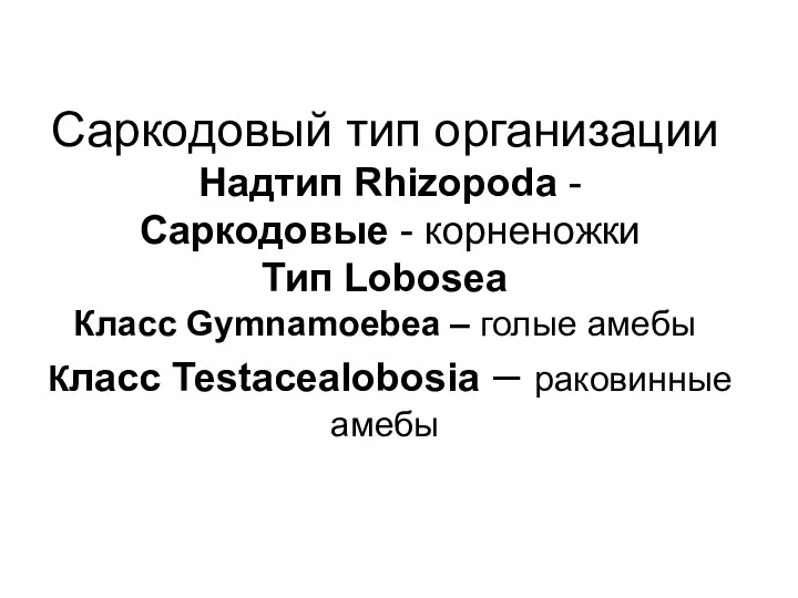 Саркодовый тип организации Надтип Rhizopoda - Саркодовые - корненожки Тип Lobosea Класс Gymnamoebea