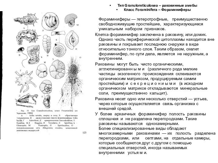 Тип Granuloreticulosea – раковинные амебы Класс Foraminifera – Фораминиферы Фораминиферы — гетеротрофные, преимущественно