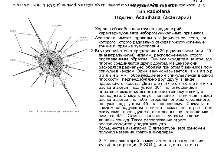 3. У всех акантарий спикулы скелета построены из сульфата стронция (SrSO4 ), или