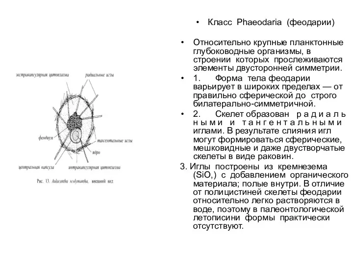 Класс Phaeodaria (феодарии) Относительно крупные планктонные глубоководные организмы, в строении которых прослеживаются элементы