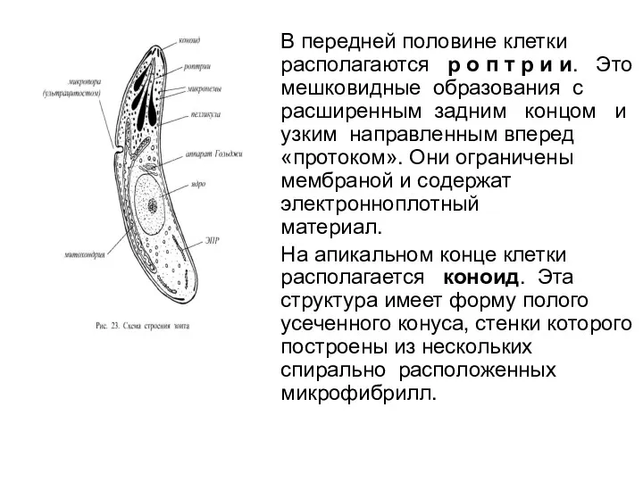 В передней половине клетки располагаются р о п т р и и. Это