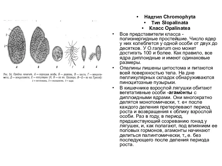 Надтип Chromophyta Тип Slopalinata Класс Opalinatea Все представители класса - полиэнергидные простейшие. Число