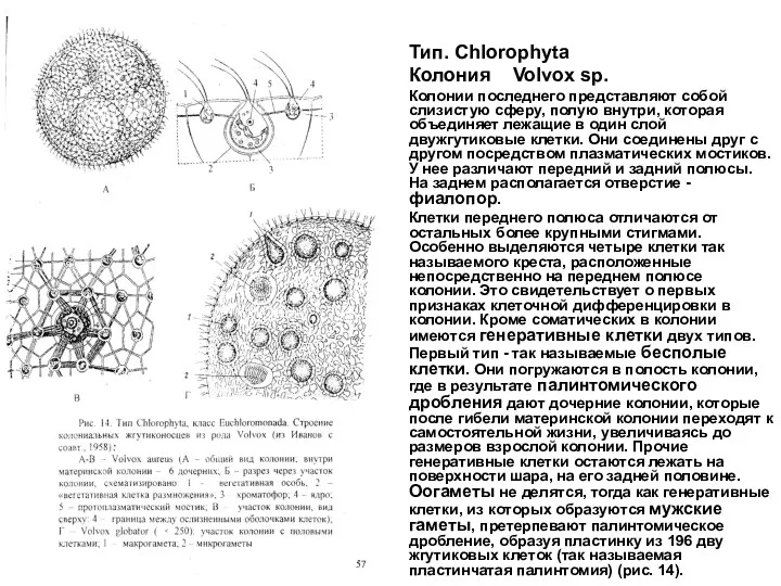 Тип. Chlorophyta Колония Volvox sp. Колонии последнего представляют собой слизистую сферу, полую внутри,