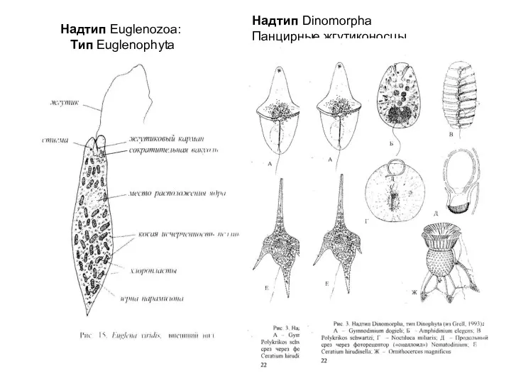 Надтип Euglenozoa: Tип Euglenophyta Надтип Dinomorpha Панцирные жгутиконосцы