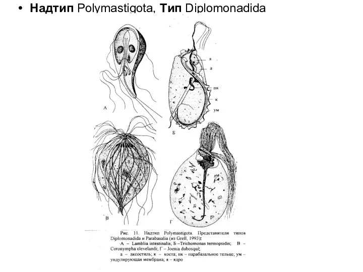 Надтип Polymastigota, Tип Diplomonadida