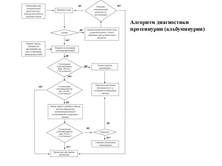 Алгоритм диагностики протеинурии (альбуминурии)