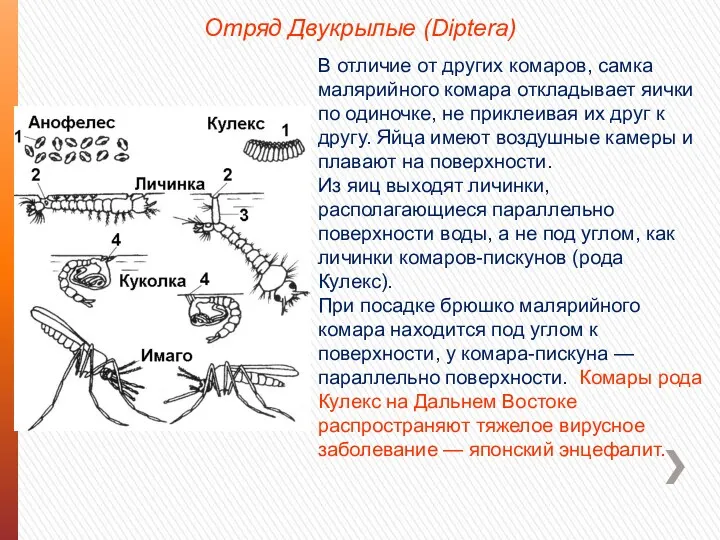 Отряд Двукрылые (Diptera) В отличие от других комаров, самка малярийного