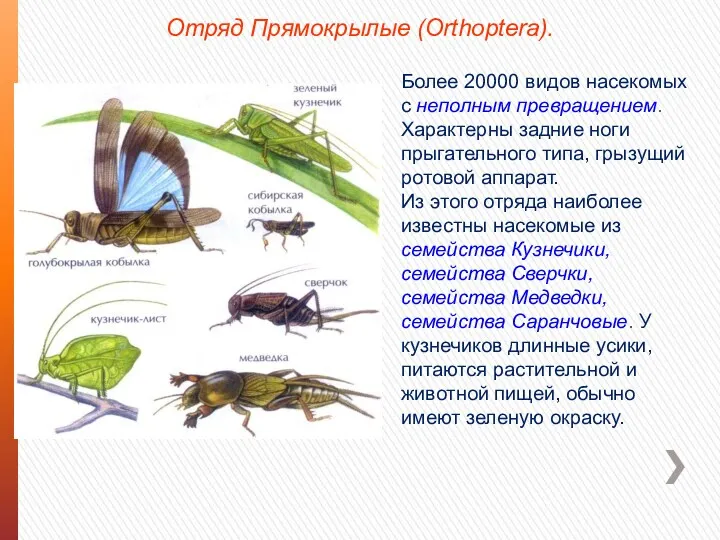 Отряд Прямокрылые (Orthoptera). Более 20000 видов насекомых с неполным превращением.