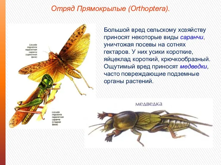 Отряд Прямокрылые (Orthoptera). Большой вред сельскому хозяйству приносят некоторые виды