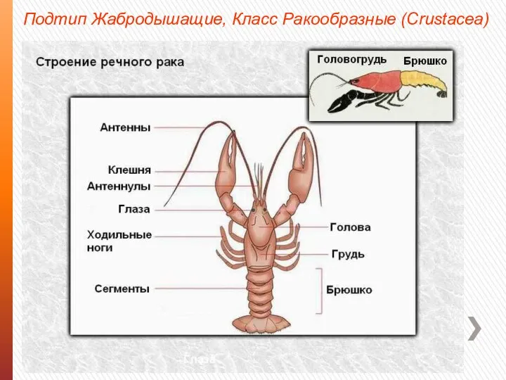 Подтип Жабродышащие, Класс Ракообразные (Crustacea)