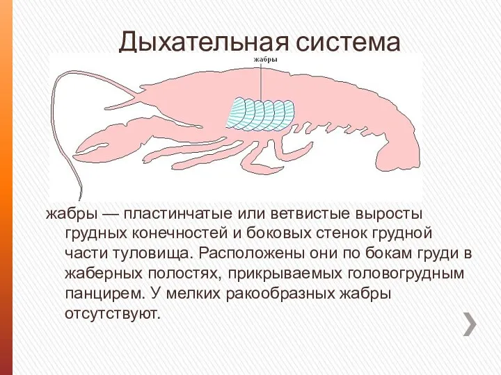 Дыхательная система жабры — пластинчатые или ветвистые выросты грудных конечностей