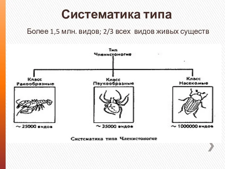 Систематика типа Более 1,5 млн. видов; 2/3 всех видов живых существ