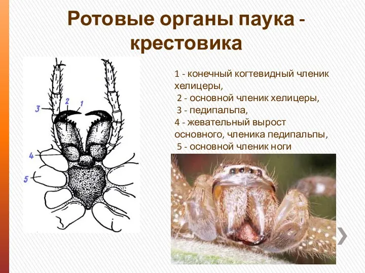 Ротовые органы паука - крестовика 1 - конечный когтевидный членик