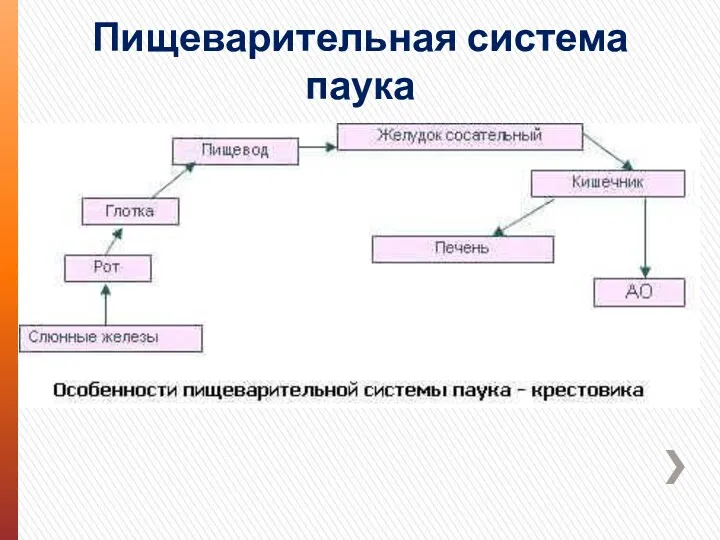 Пищеварительная система паука