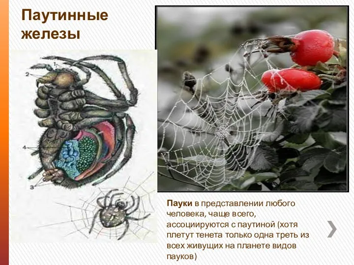 Паутинные железы Пауки в представлении любого человека, чаще всего, ассоциируются