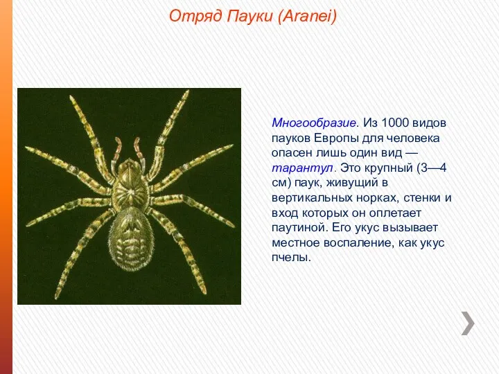 Отряд Пауки (Aranei) Многообразие. Из 1000 видов пауков Европы для