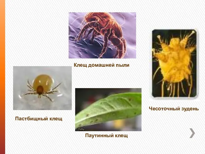 Клещ домашней пыли Паутинный клещ Чесоточный зудень Пастбищный клещ