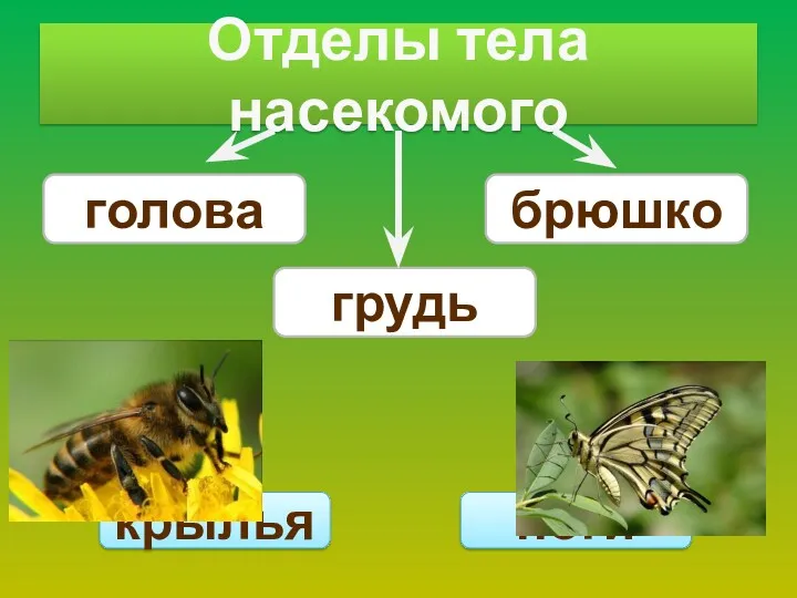 Отделы тела насекомого голова грудь брюшко крылья ноги