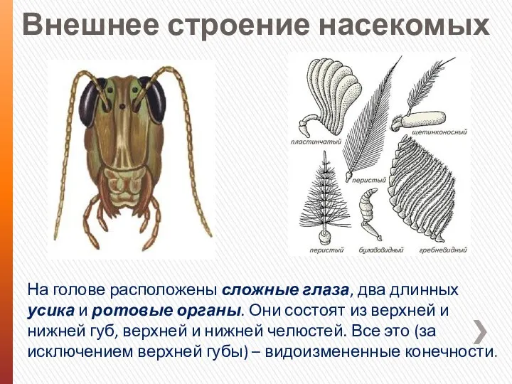 Внешнее строение насекомых На голове расположены сложные глаза, два длинных