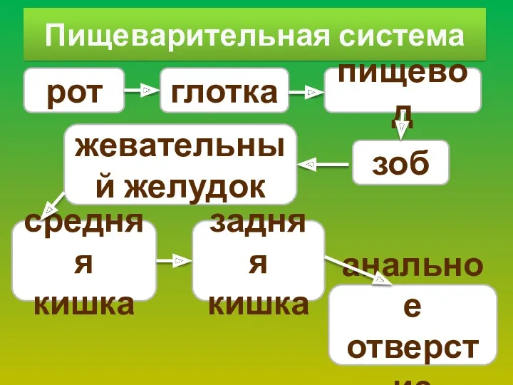 Пищеварительная система рот зоб глотка пищевод жевательный желудок средняя кишка задняя кишка анальное отверстие