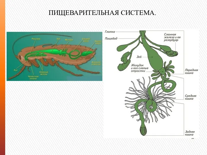 ПИЩЕВАРИТЕЛЬНАЯ СИСТЕМА.