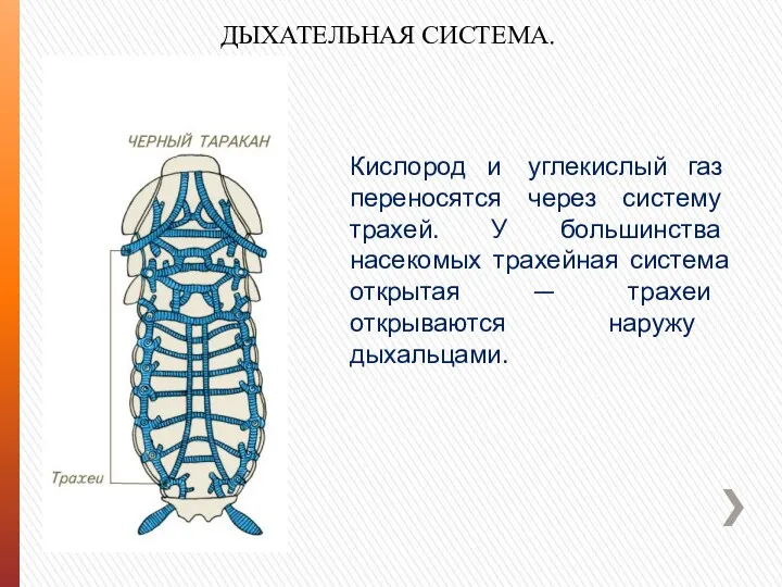 Кислород и углекислый газ переносятся через систему трахей. У большинства