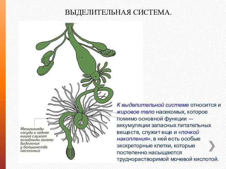 ВЫДЕЛИТЕЛЬНАЯ СИСТЕМА. К выделительной системе относится и жировое тело насекомых,