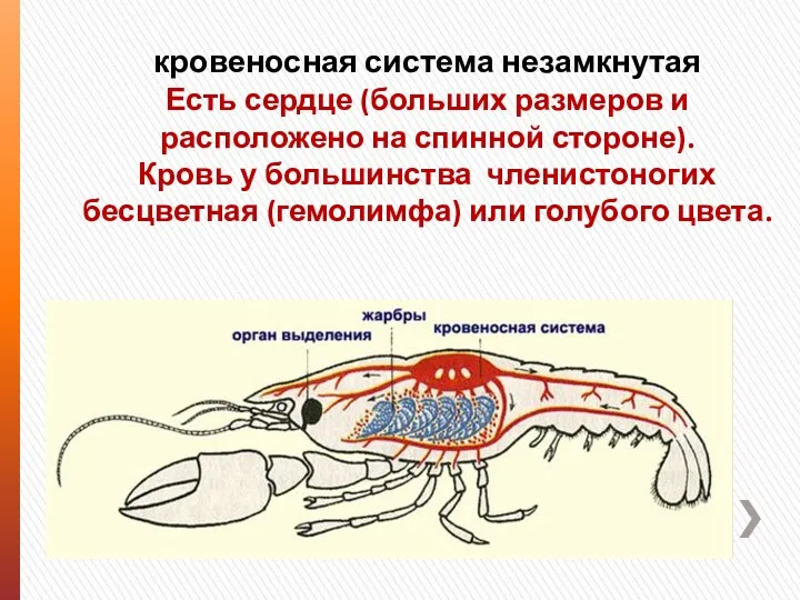 кровеносная система незамкнутая Есть сердце (больших размеров и расположено на