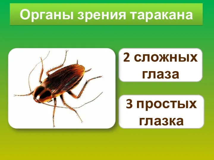 Органы зрения таракана 2 сложных глаза 3 простых глазка